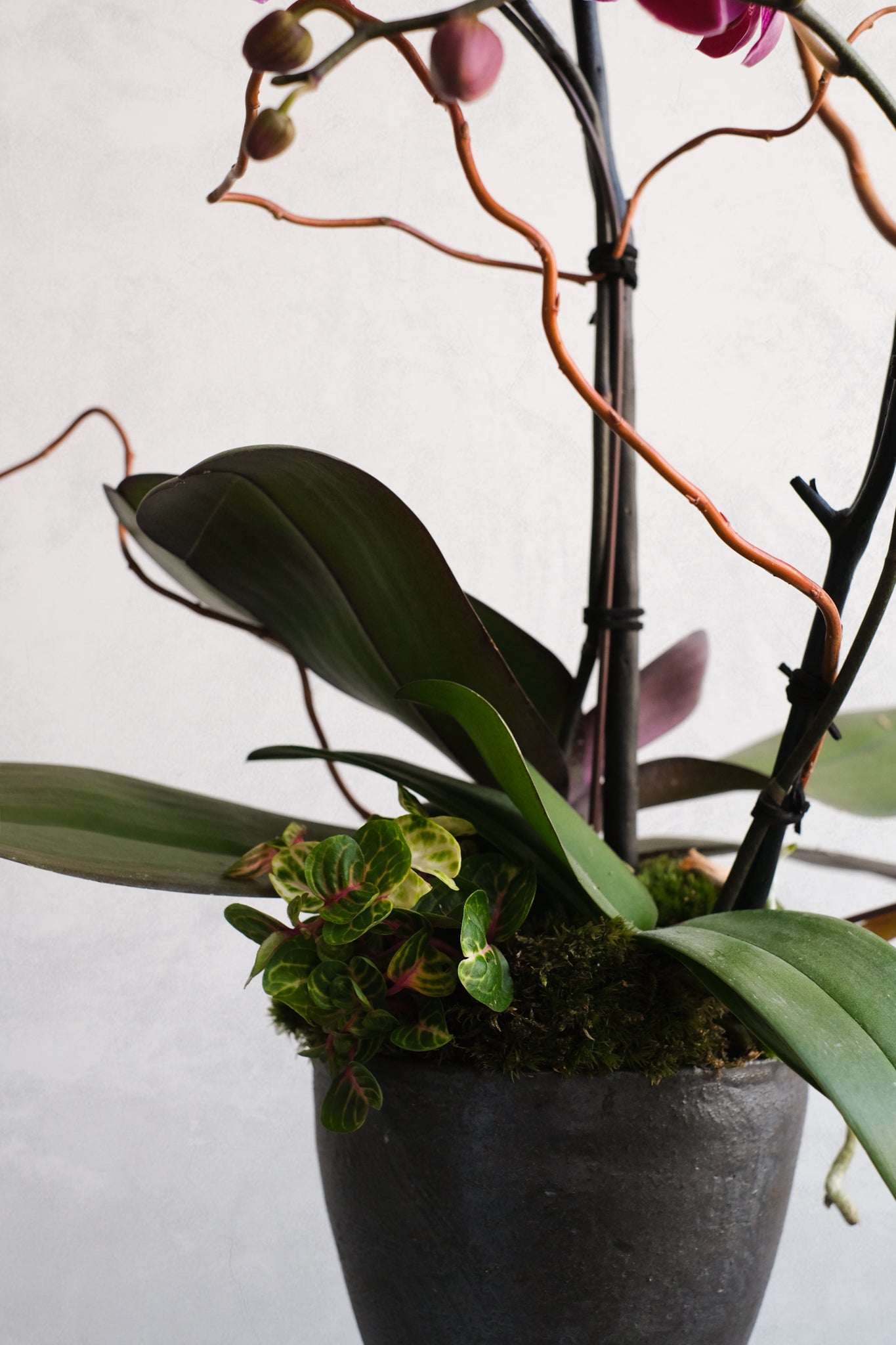 Libertine Orchidées 03