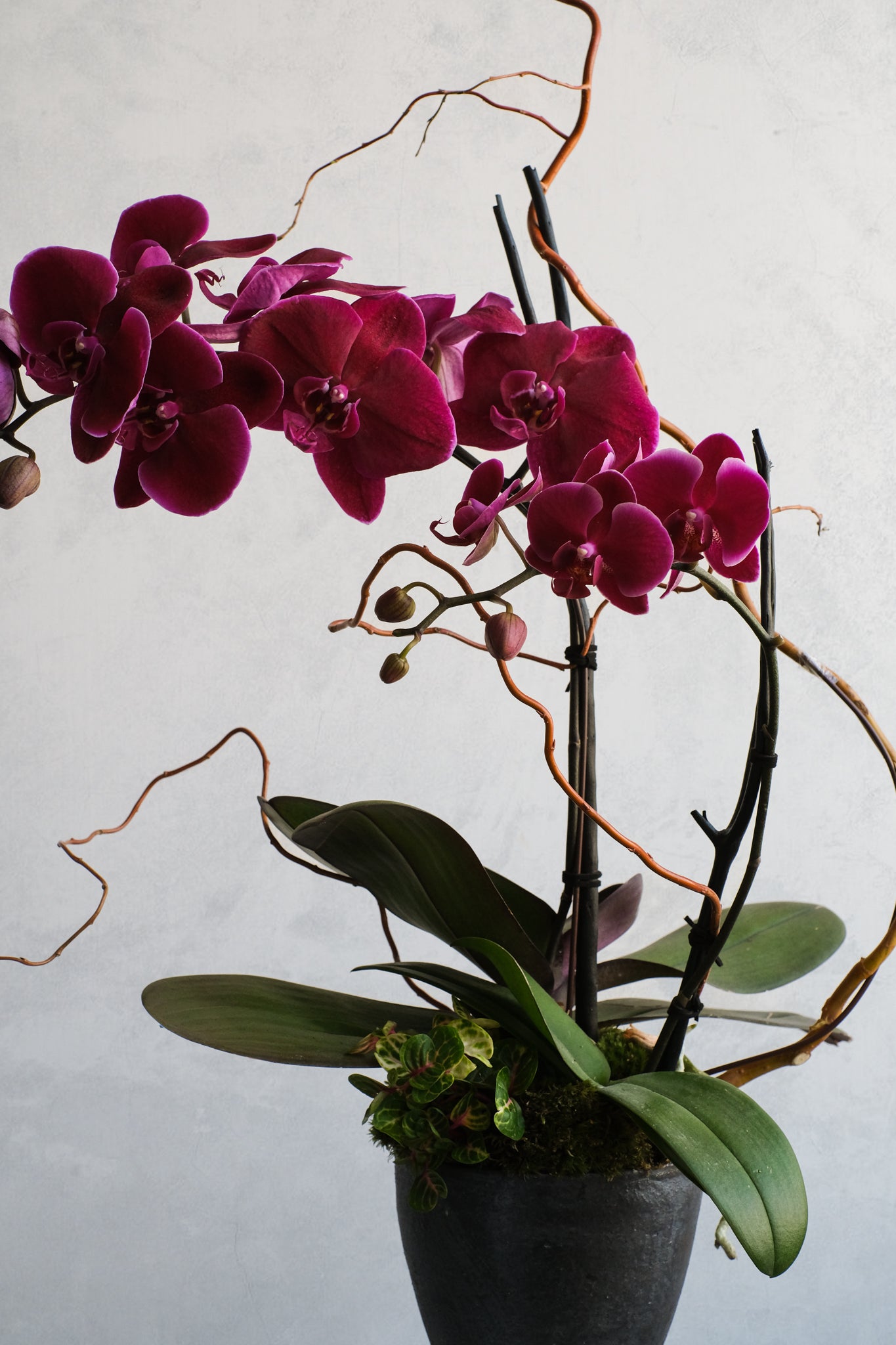 Libertine Orchidées 03