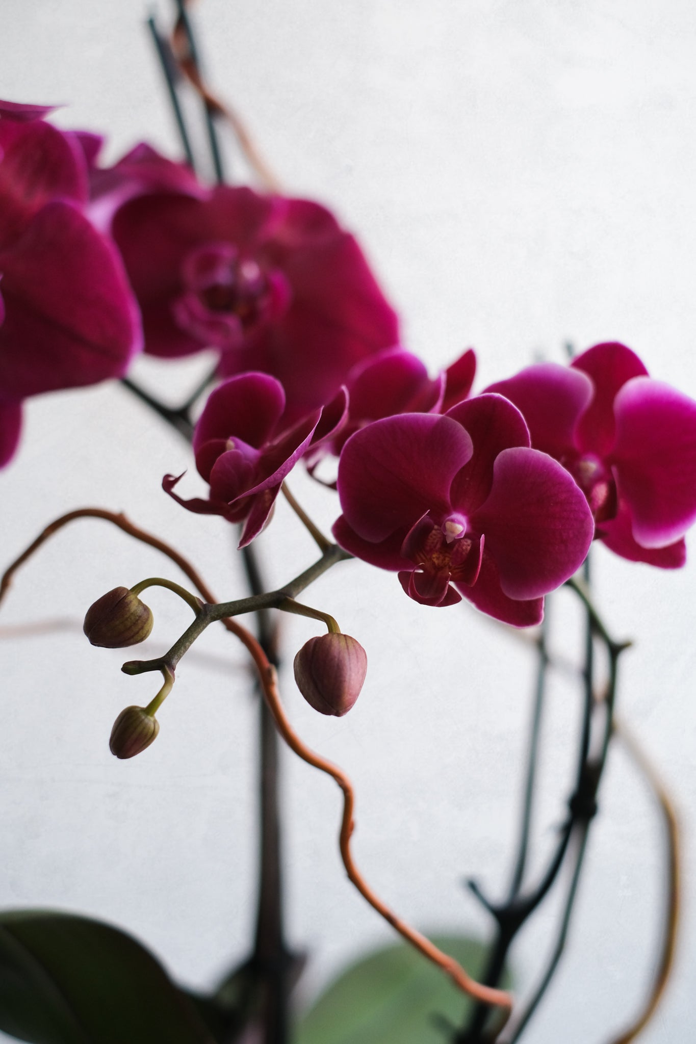 Libertine Orchidées 03