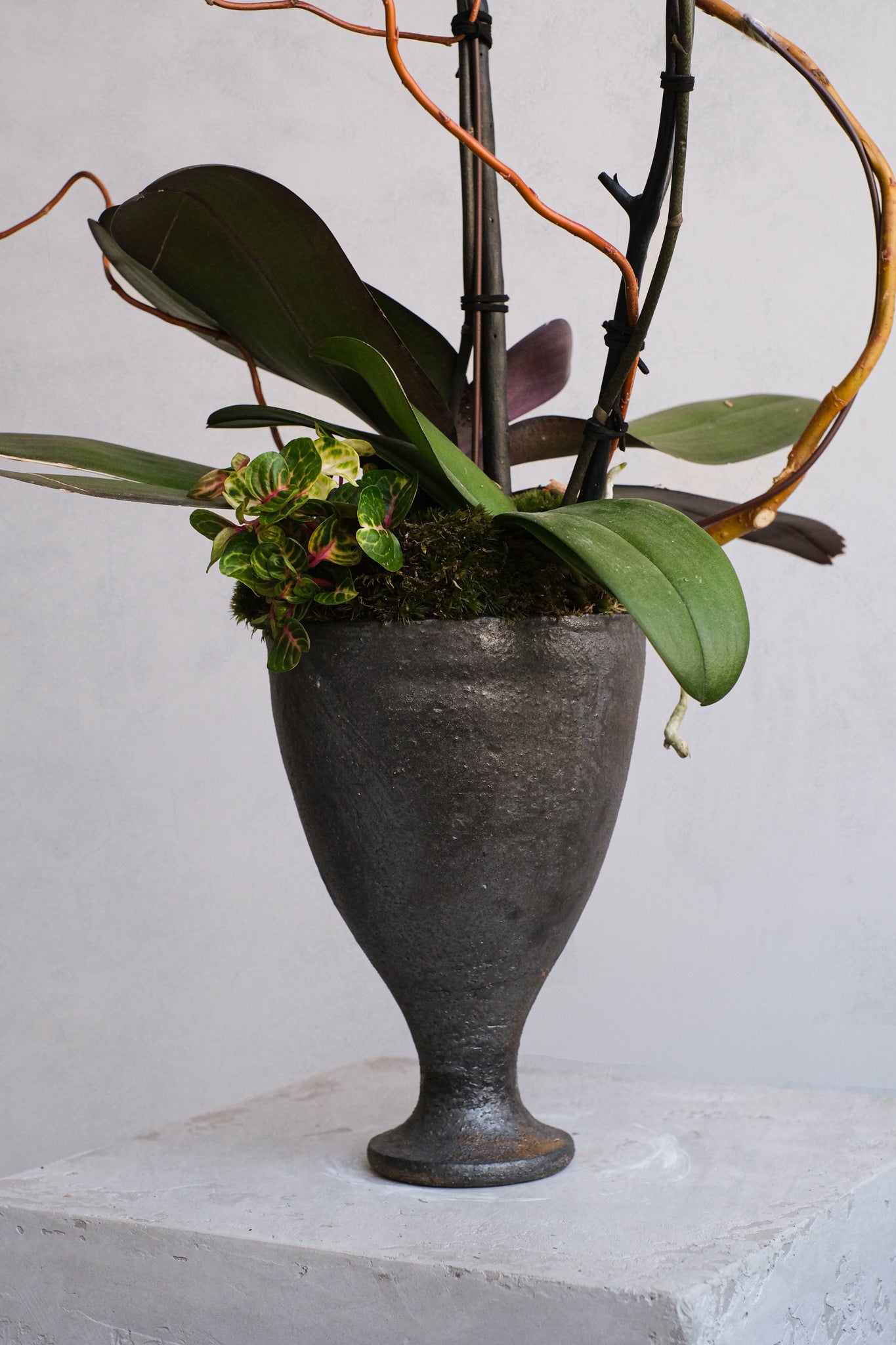 Libertine Orchidées 03