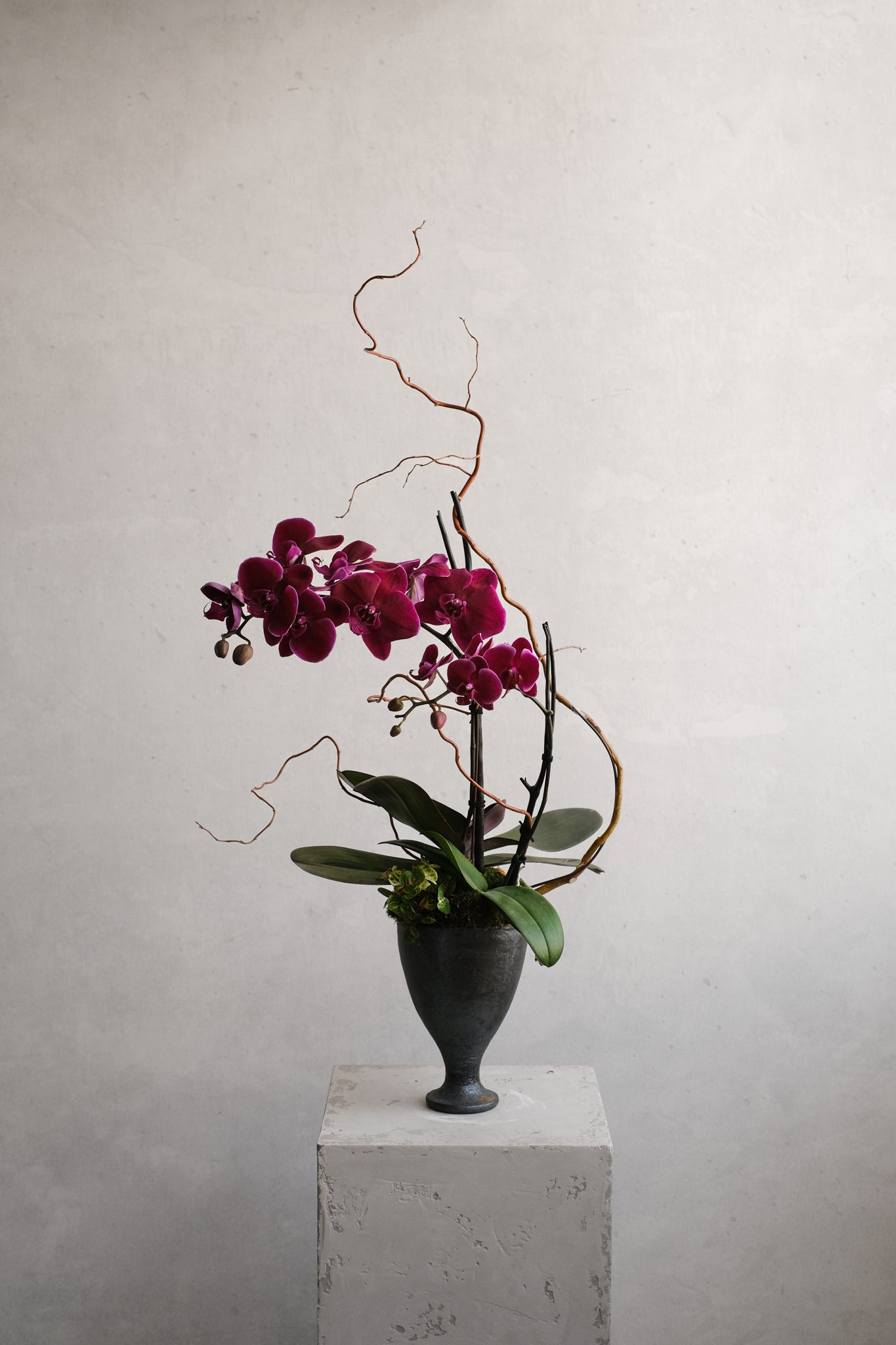 Libertine Orchidées 03