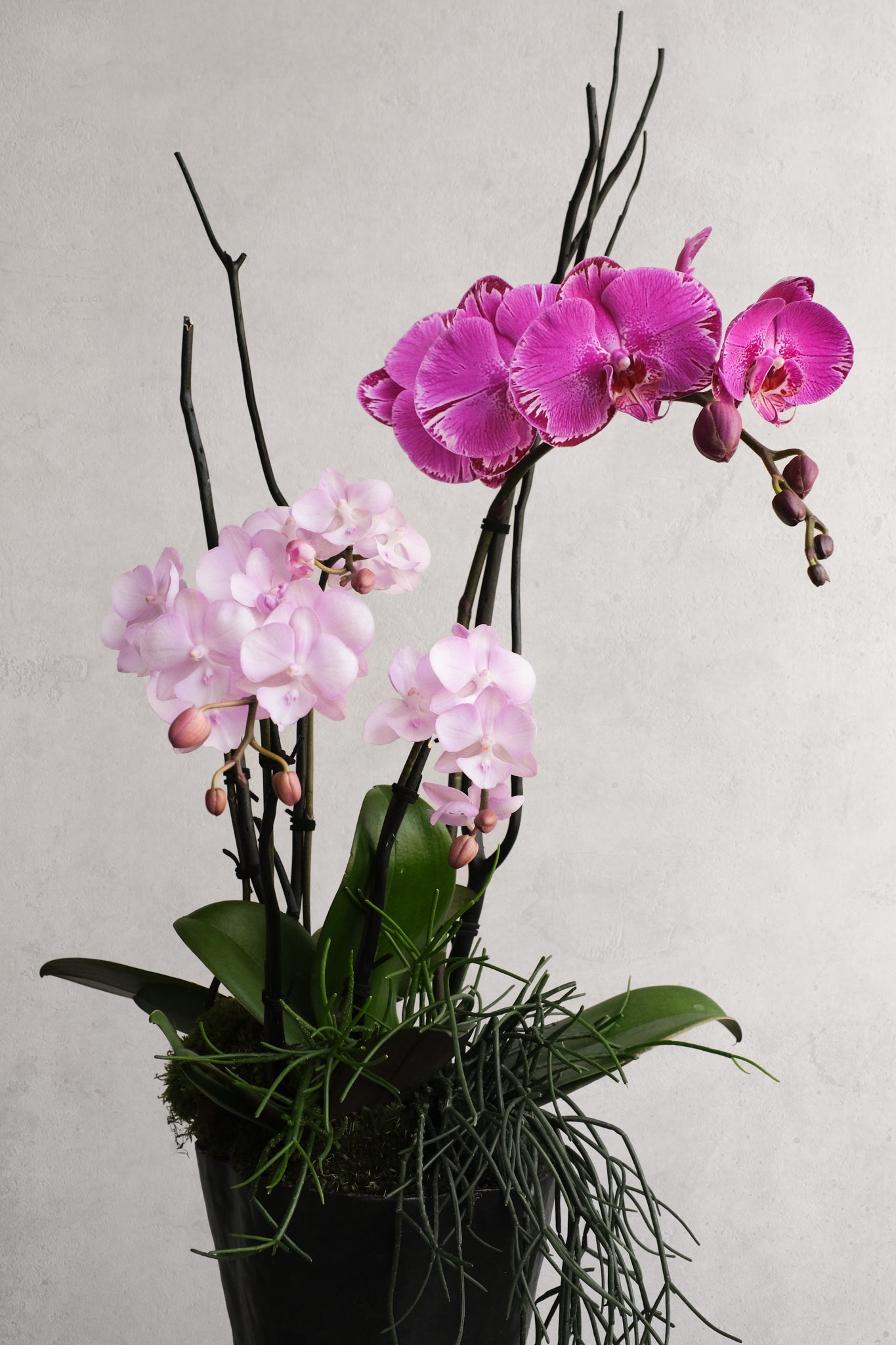 Libertine Orchidées 02