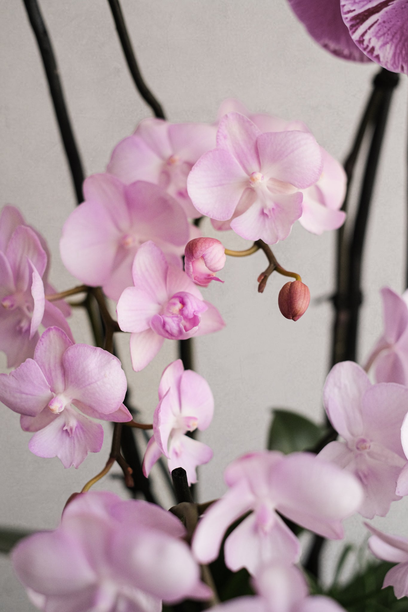 Libertine Orchidées 02