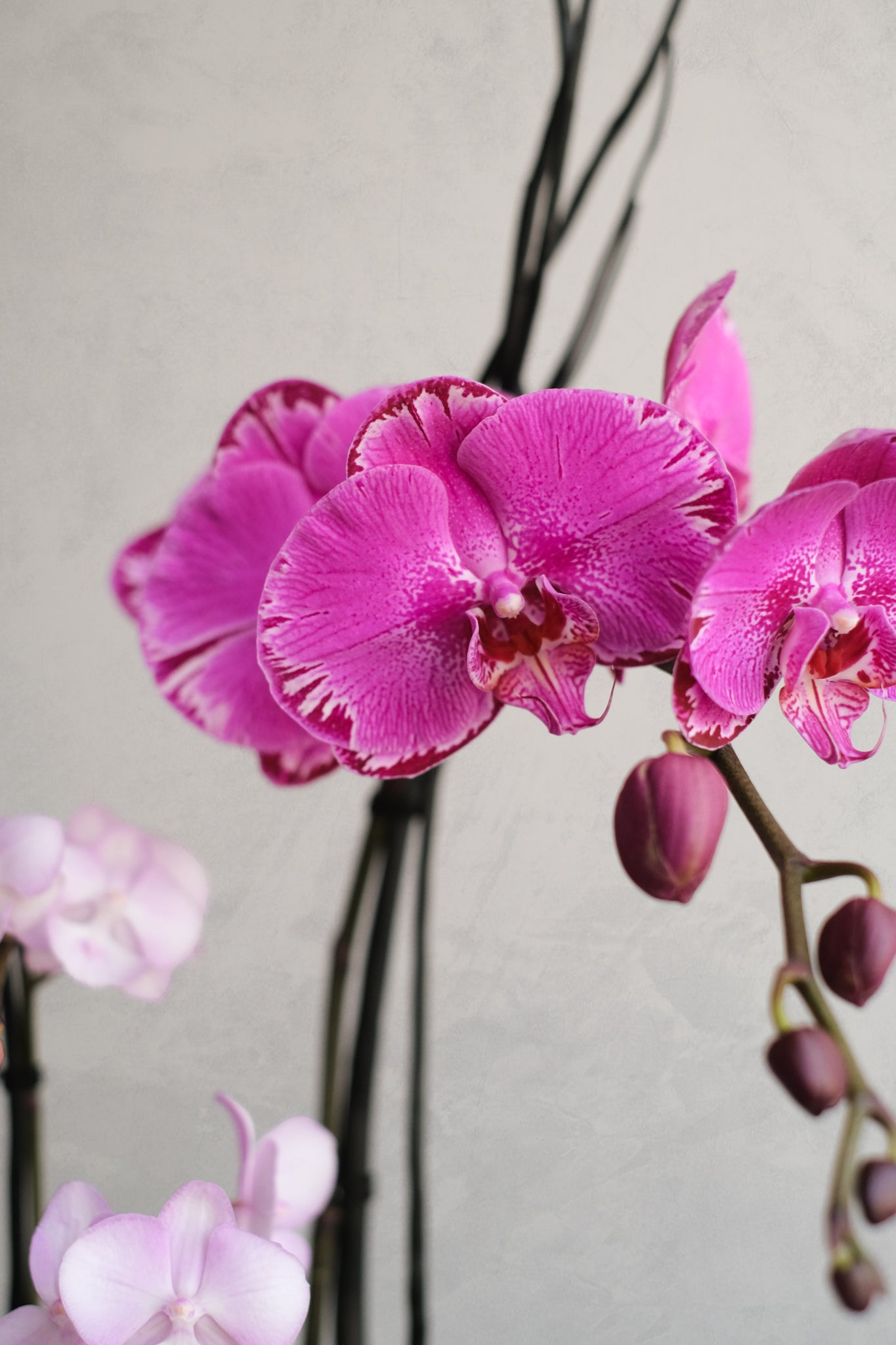 Libertine Orchidées 02