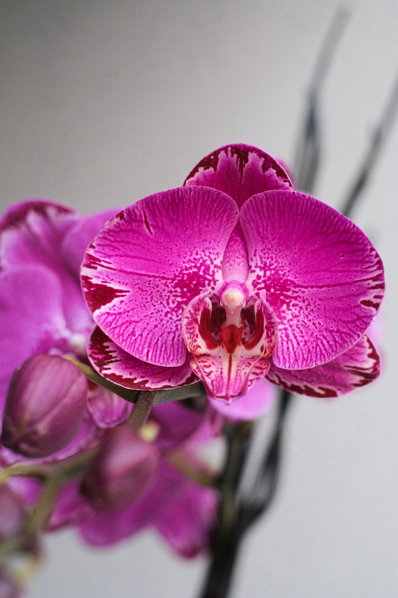 Libertine Orchidées 02