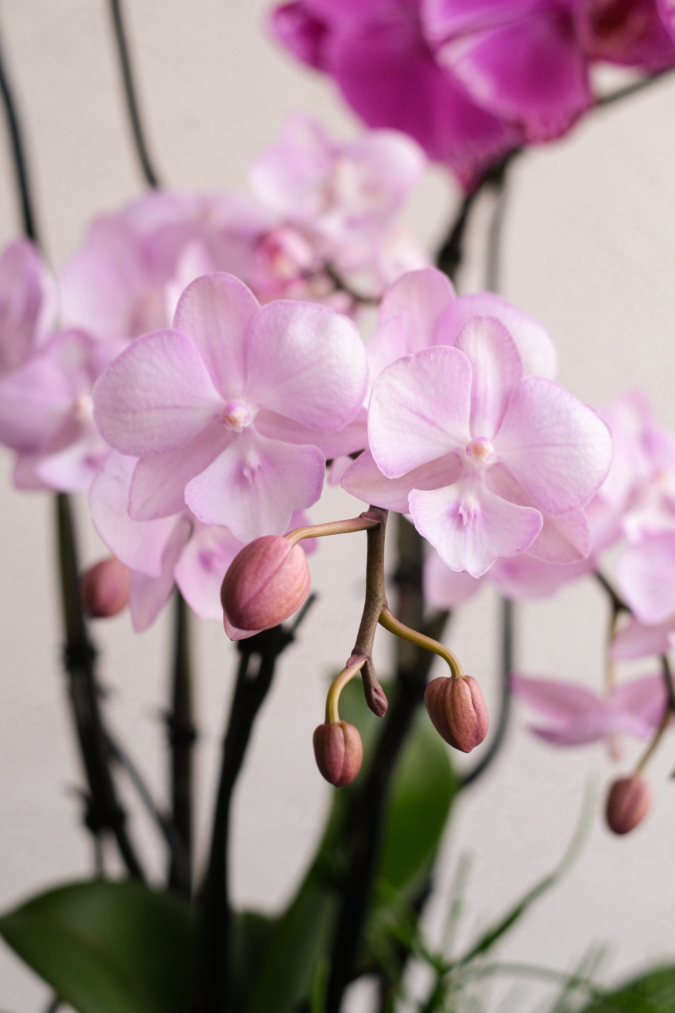 Libertine Orchidées 02