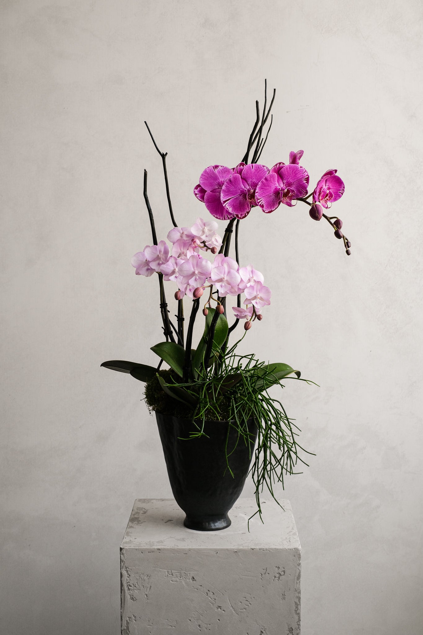 Libertine Orchidées 02