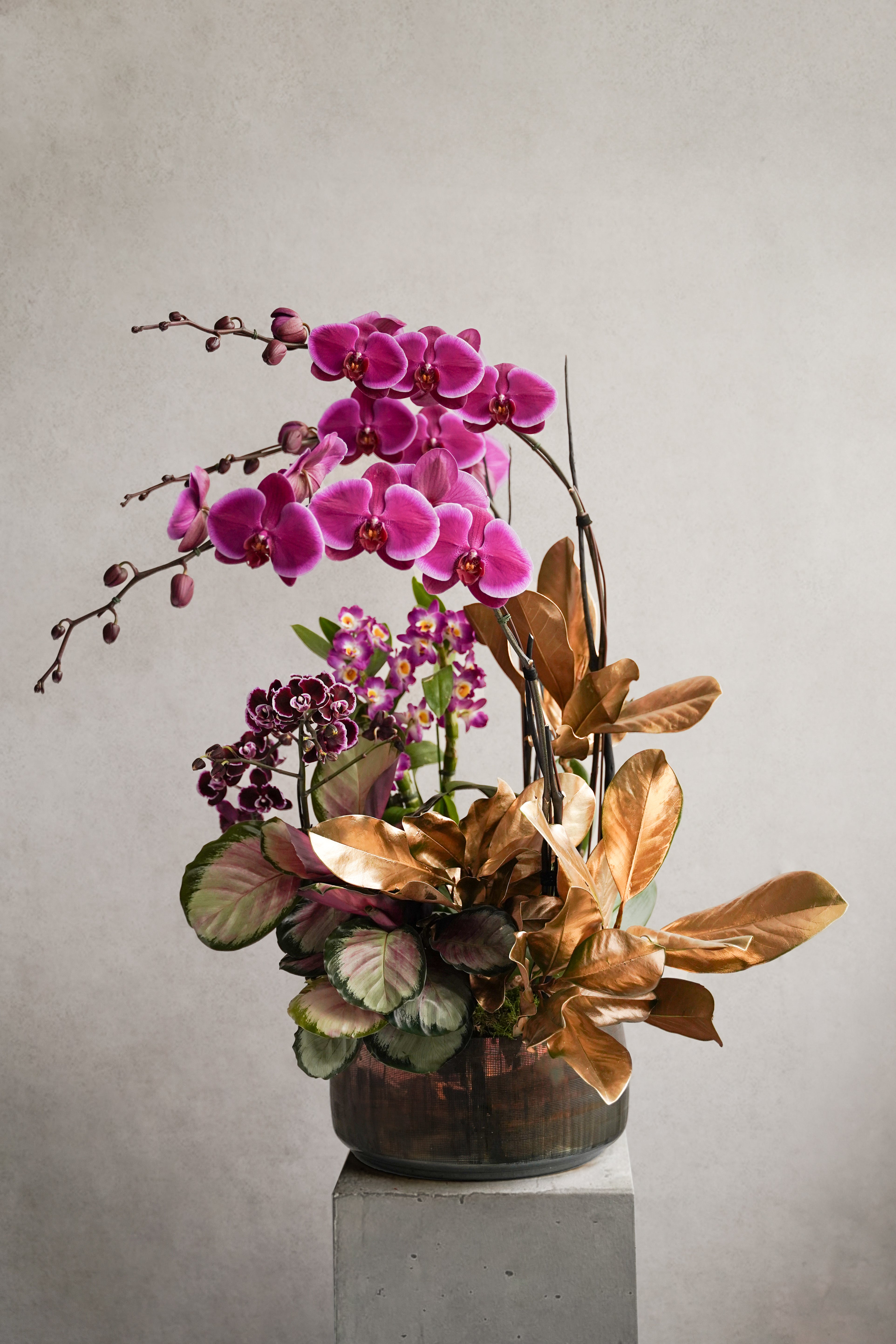 Libertine Orchidées