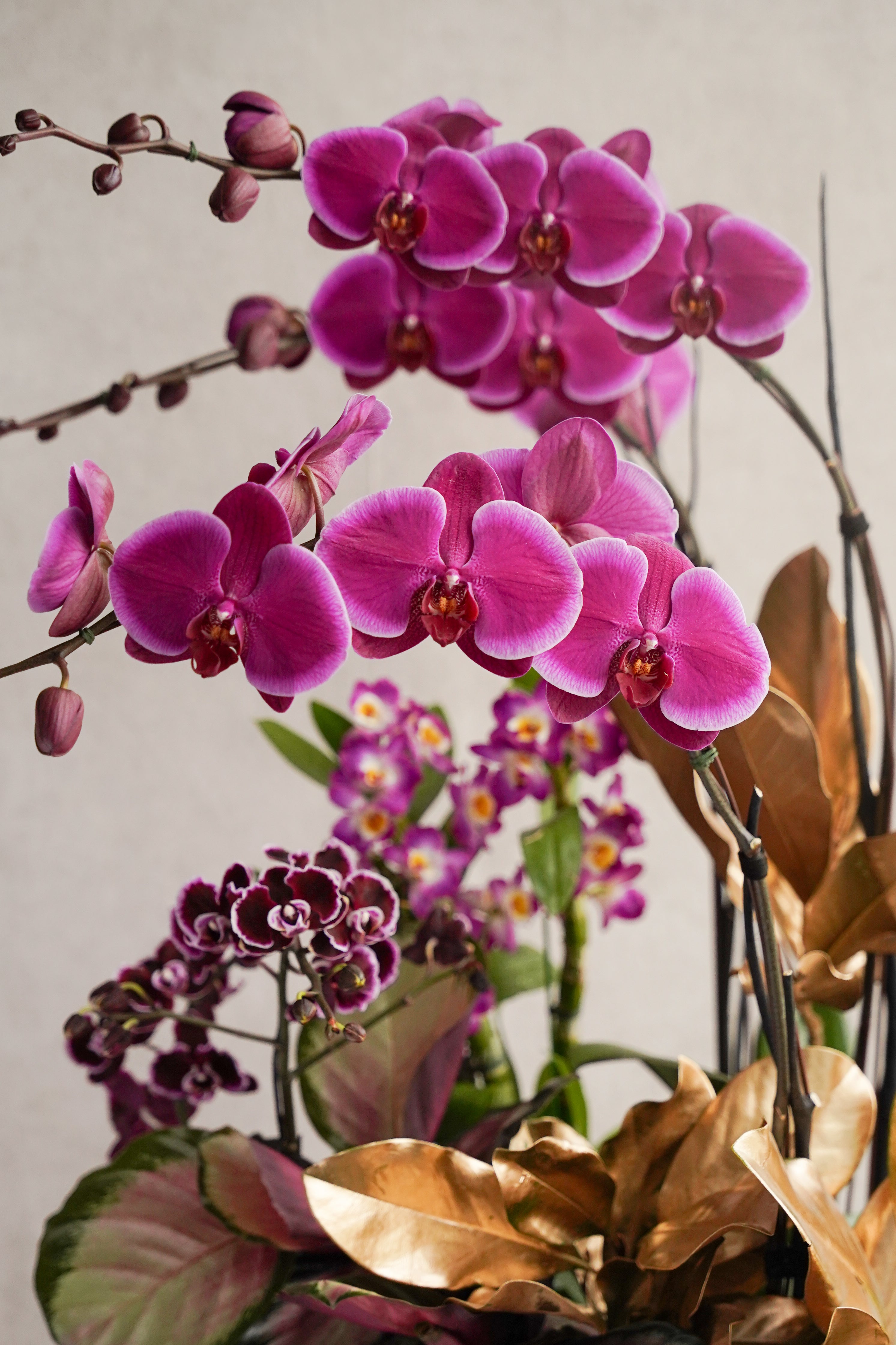 Libertine Orchidées