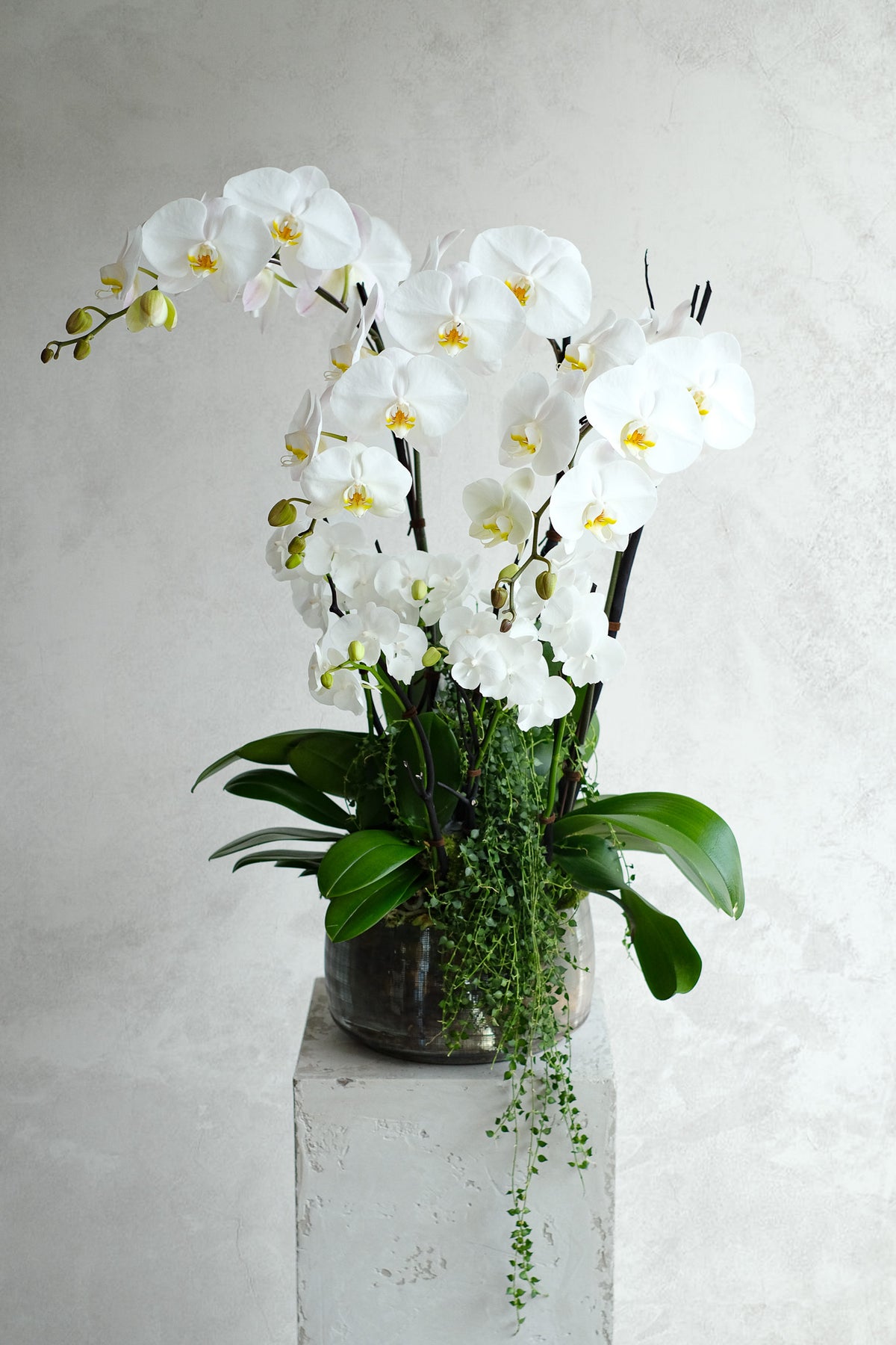 Libertine Orchidées 01