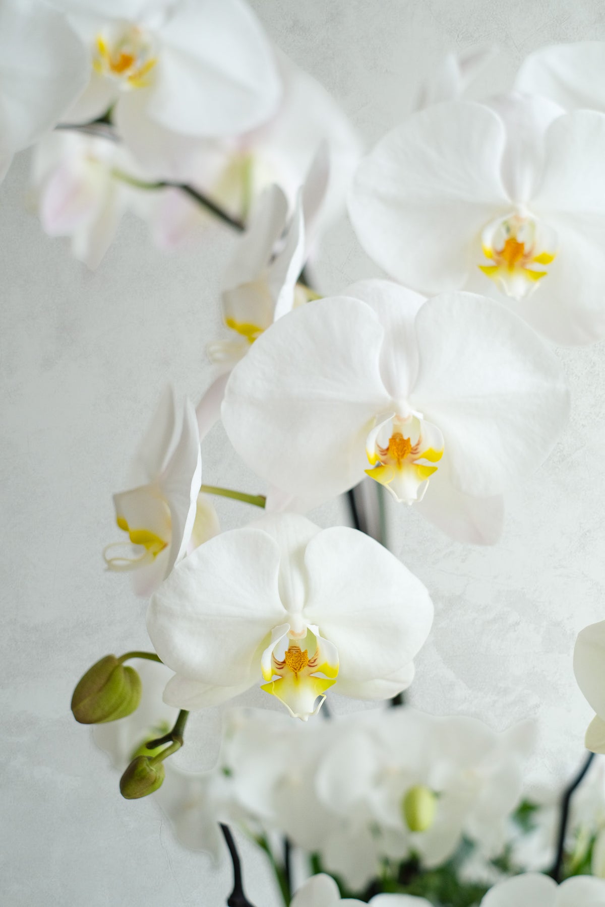 Libertine Orchidées 01